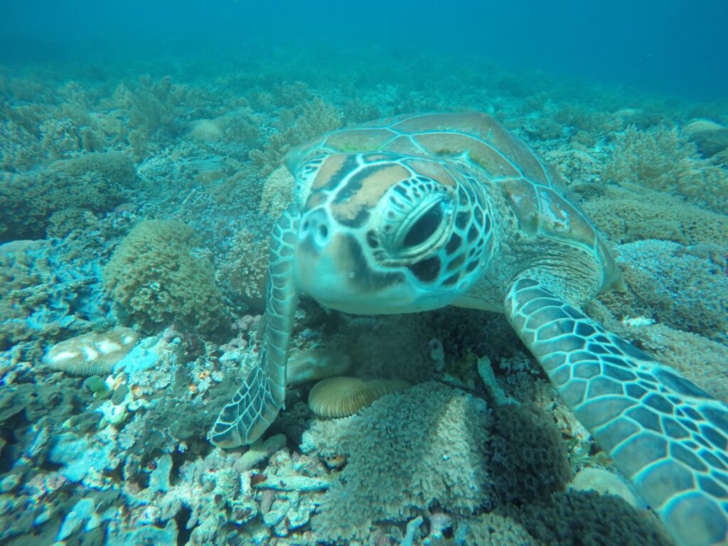 Green sea turtle resting on the coral reef off Gili Meno